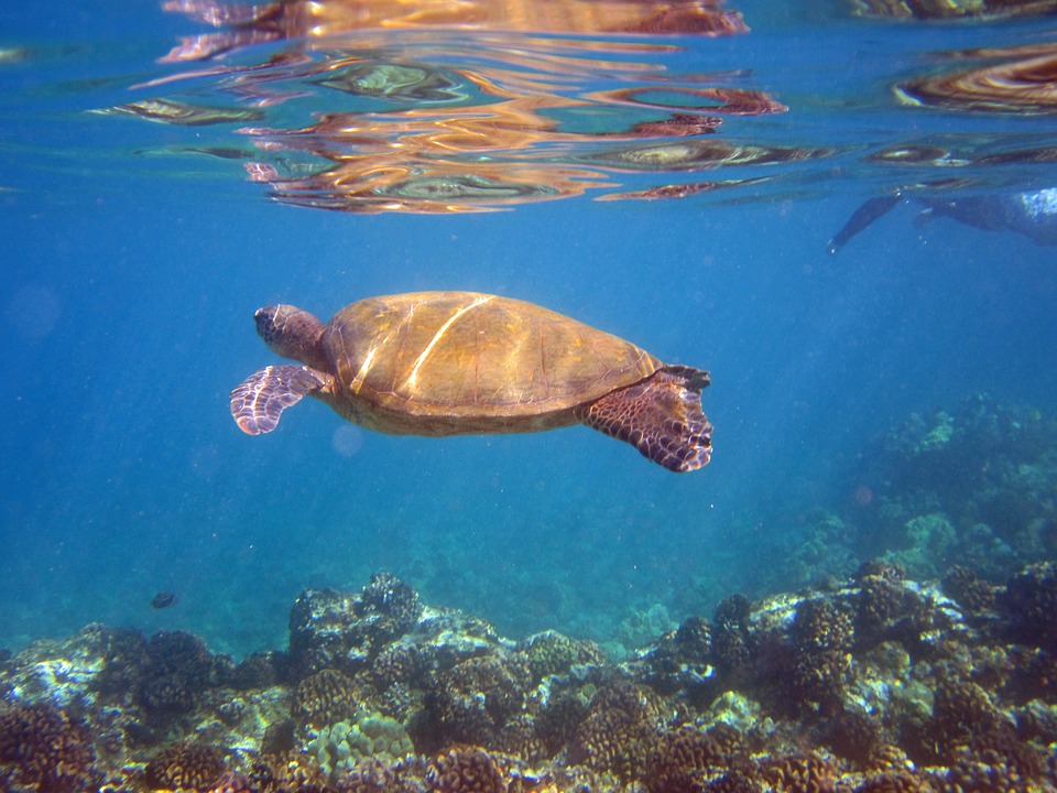 MOMI SHARES| Must visit in Maui