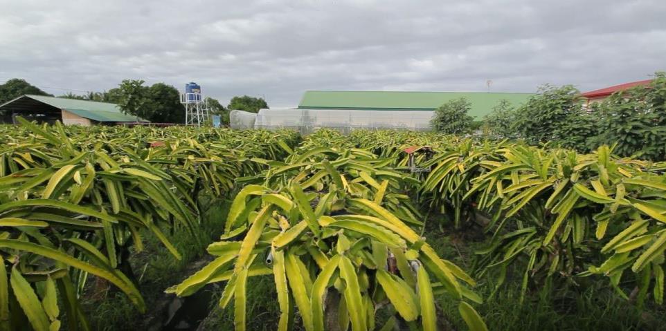 Pushing for Organic Farming in Bongabong